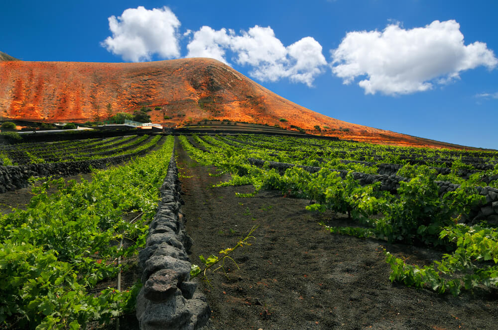 Vineyard tours Spain: The black volcanic soil of the Lanzarote vineyards with mountain