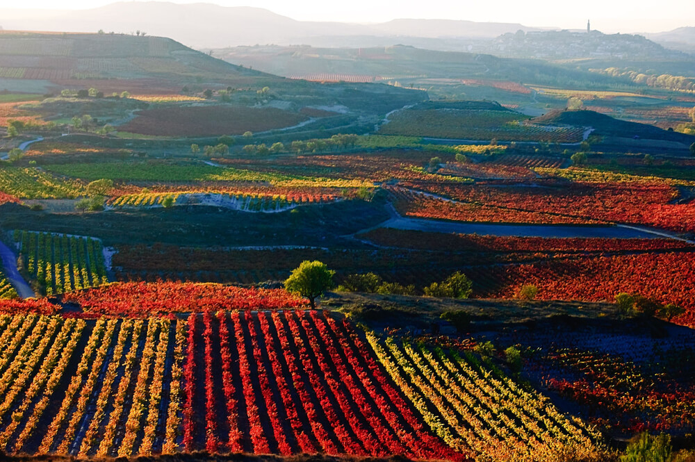 Wine regions of Spain: The rolling vineyards of La Rioja during the autumn