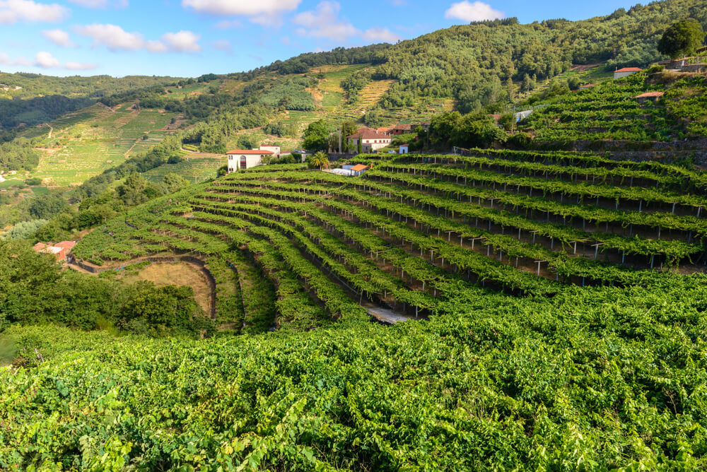 Wine trip in Spain: Green hillsides of a vineyard with white houses in the middle