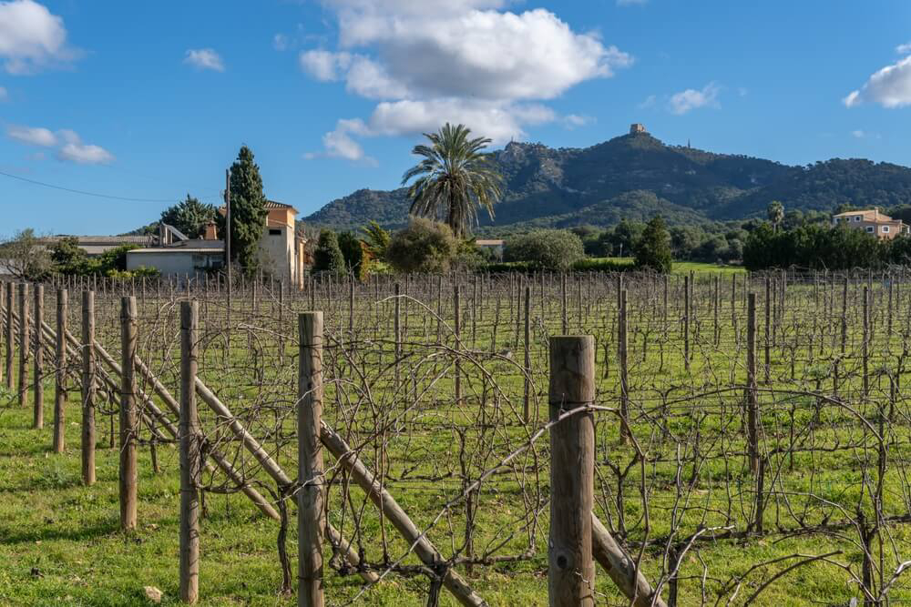 Wine Tours Mallorca: A field of grape vines with green hills in the background