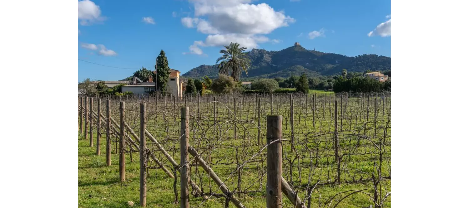Wine Tours Mallorca: A field of grape vines with green hills in the background