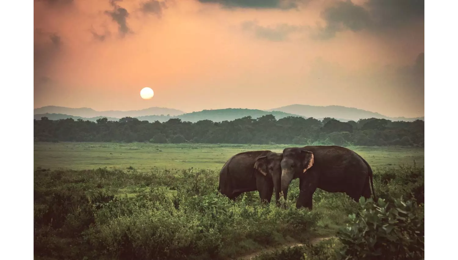 Elefanten in Sri Lanka: exotisches Reiseziel für einen Winter in der Sonne