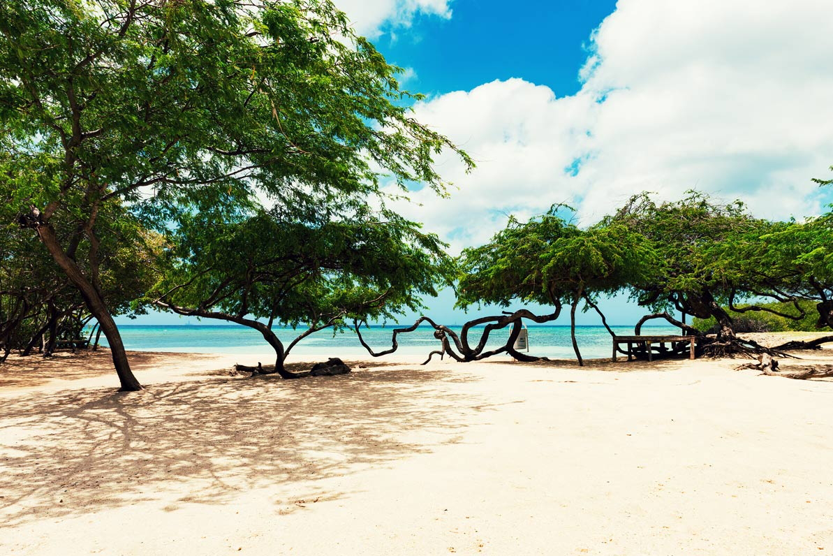White sand beach and turquoise sea fringed with trees in Aruba