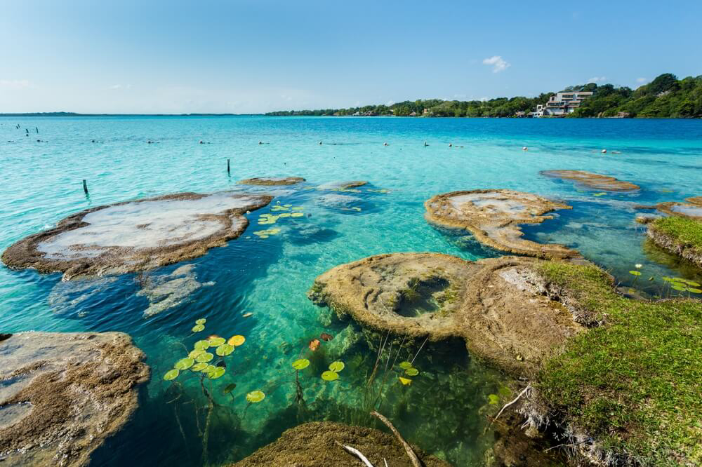 Wasserpflanzen an der Oberfläche in der Laguna de Bacalar in Mexiko.