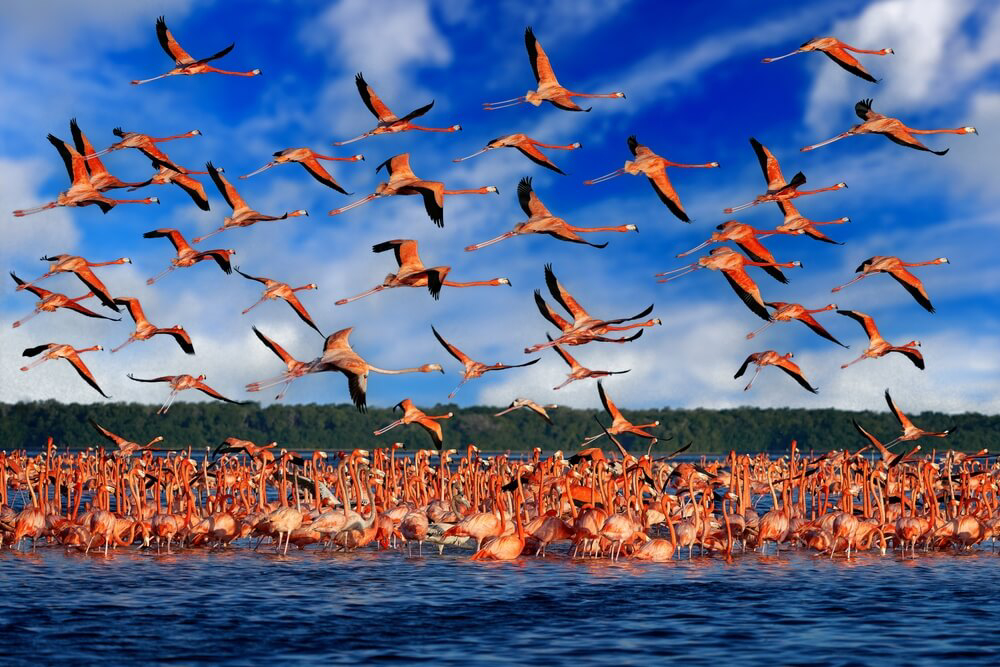 The amazing Yucatan wildlife provides a stunning backdrop to your vacation