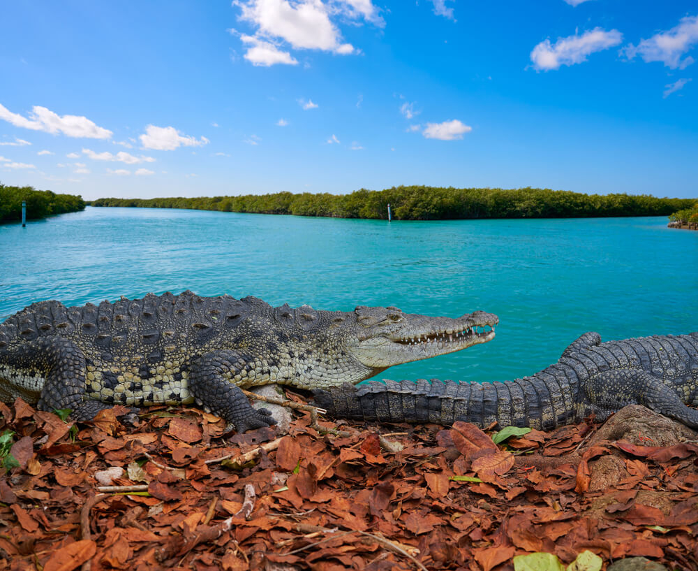 When searching for crocodiles Yucatan is the destination of choice