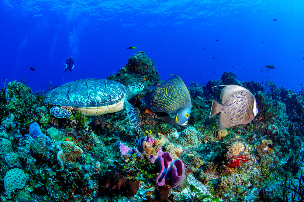 Snorkeling through the Cozumel Reef is a wonderful way to explore Yucatan wildlife