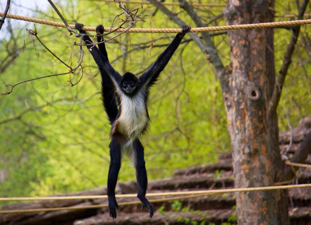 The monkeys in Yucatan Mexico hide in the trees and are a fun sight for travelers