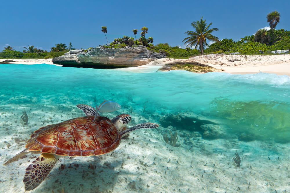 The sea turtles are one of the biggest Yucatan wildlife attractions for travelers