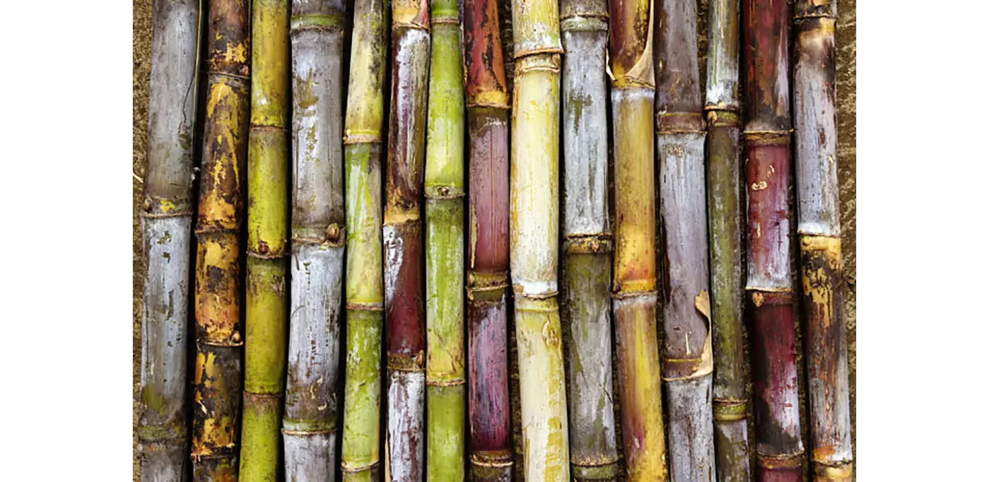 Die Zuckerrohrpflanze findet viele Verwendungszwecke