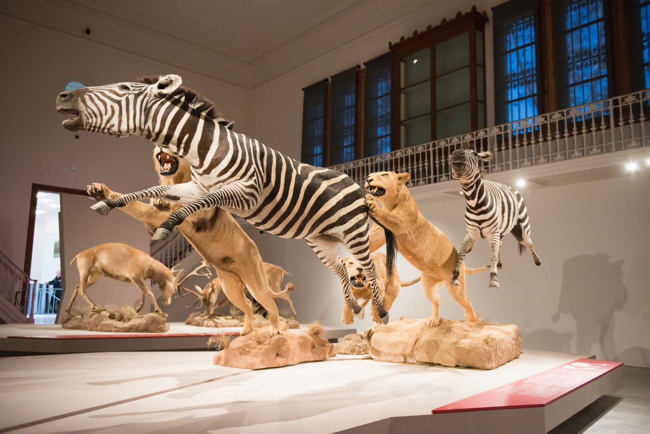Conjunt d'animals dissecats exposats al Centre Martorell d'Exposicions
