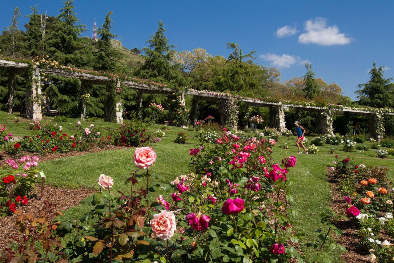 Rosers al Parc de Cervantes