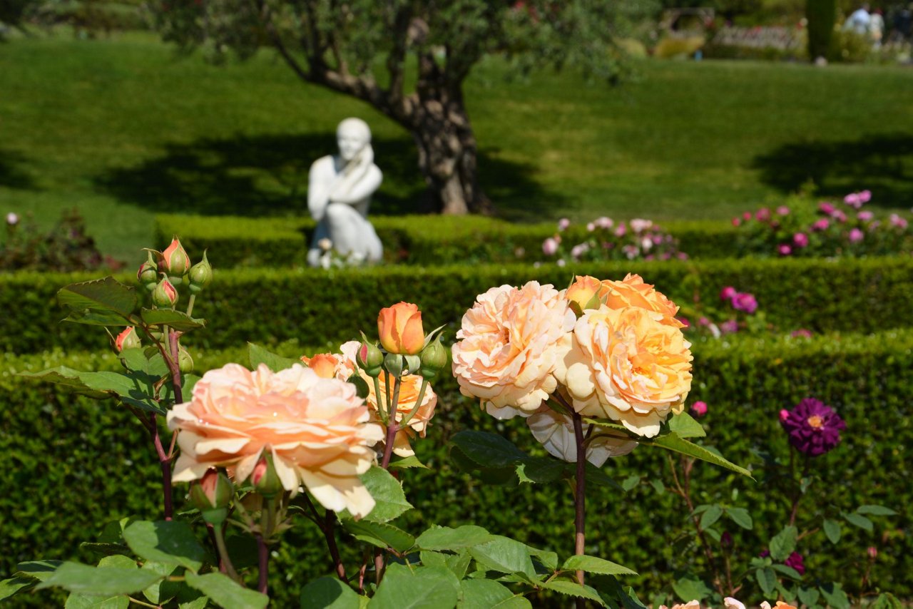 Concurs de roses