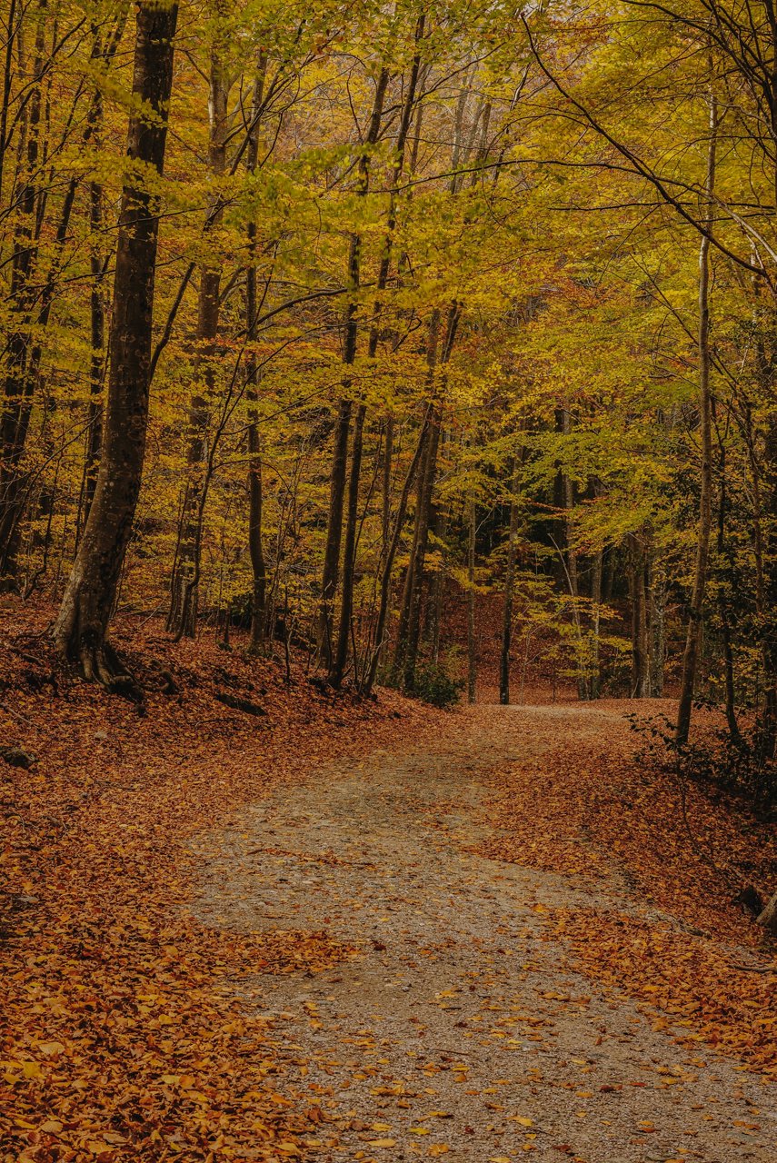 Forest path covered with autumn leaves, surrounded by trees in yellow and ochre tones.