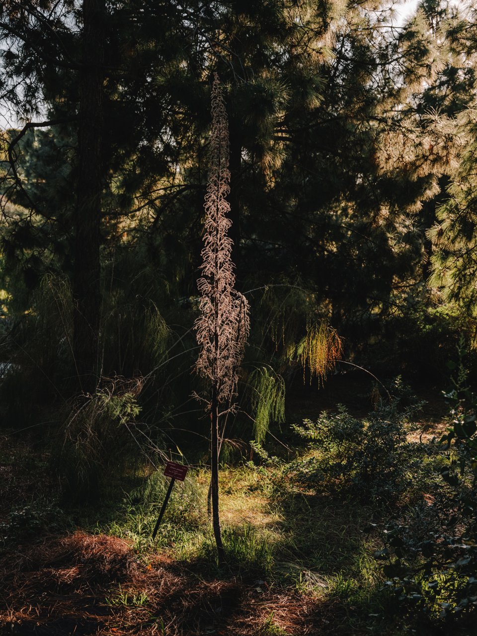 Detall d'una planta