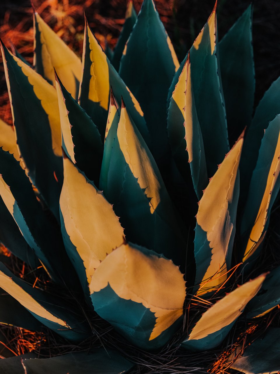 Detall d'una Agave americana