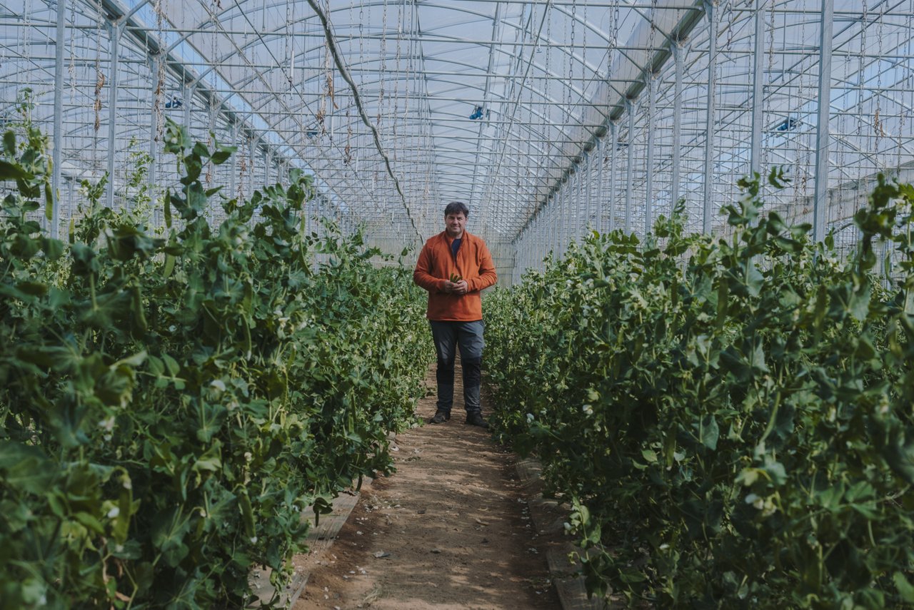 Person standing in the aisle of a greenhouse full of pea plants, surrounded by green rows of vegetation beneath a metal structure.