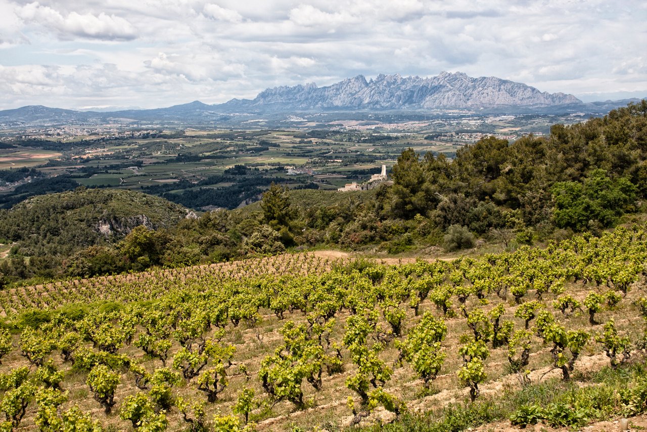 Vinyes Les Flandes
