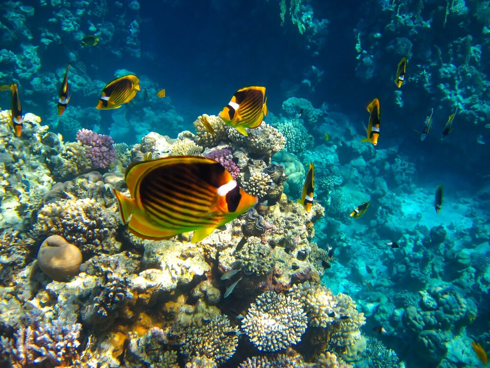 Sharm El Sheikh: A school of Chaetodon fasciatus fish in Egypt