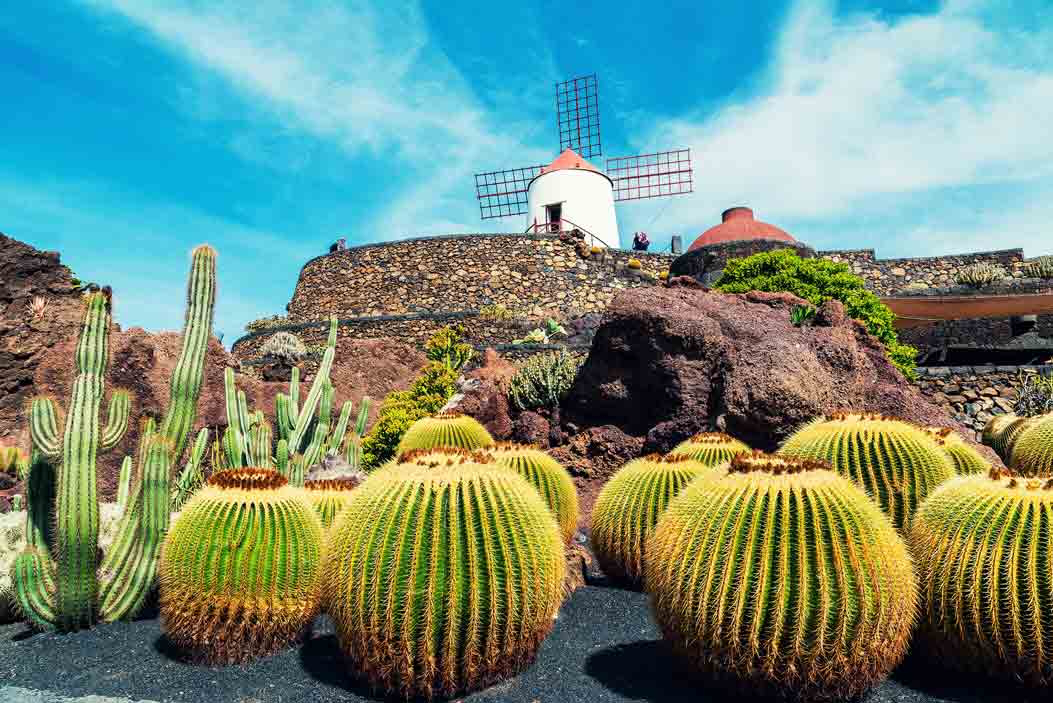 PUENTE-DEL-PILAR-CACTUS