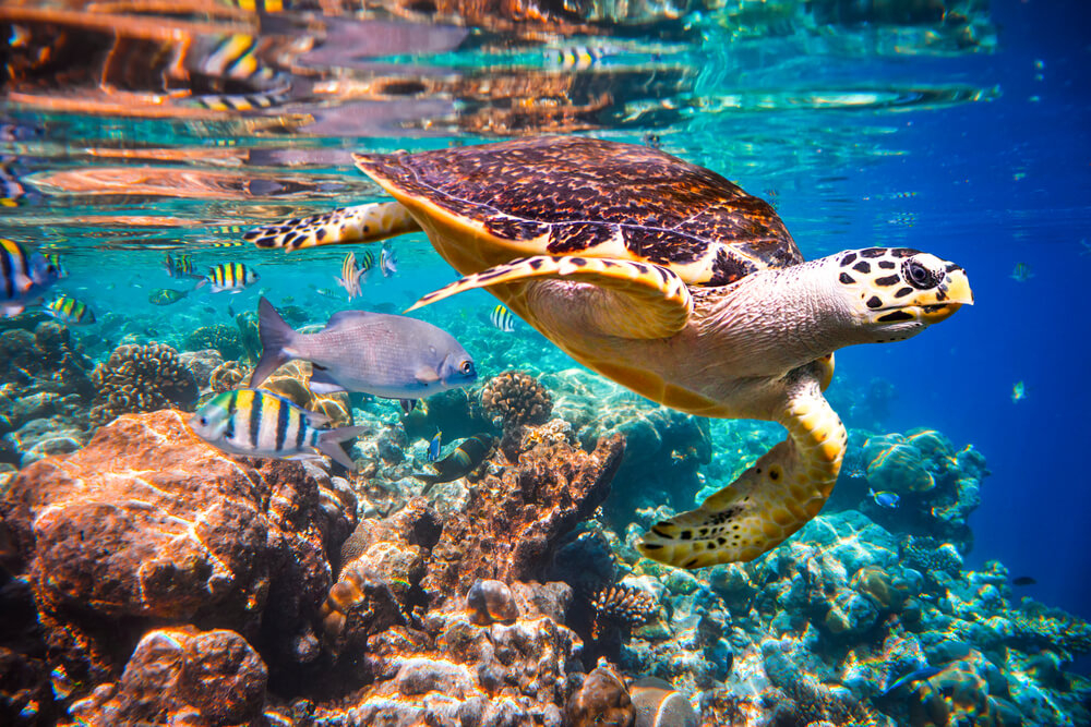 Wildlife in the Maldives: A close up of a sea turtle swimming underwater