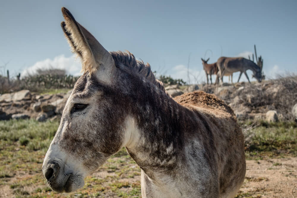 Photo of the donkeys at Aruba’s Donkey Sanctuary.