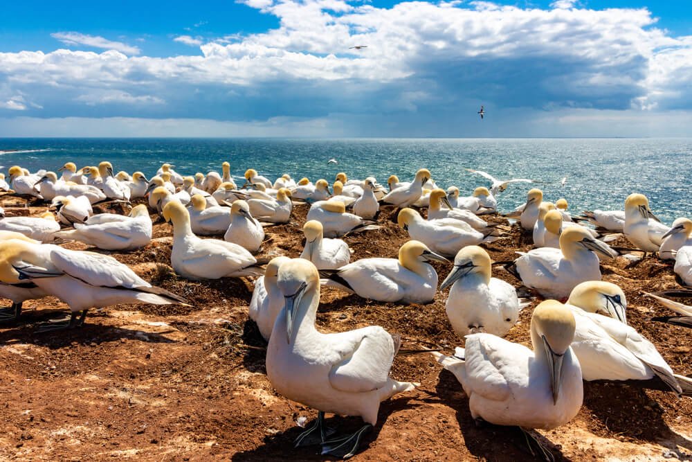 Vögel in Helgoland.