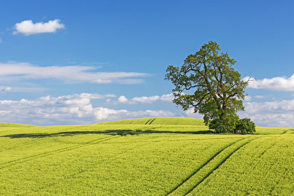 Grüne Wiese und Baum in Hamburgs Umgebung.