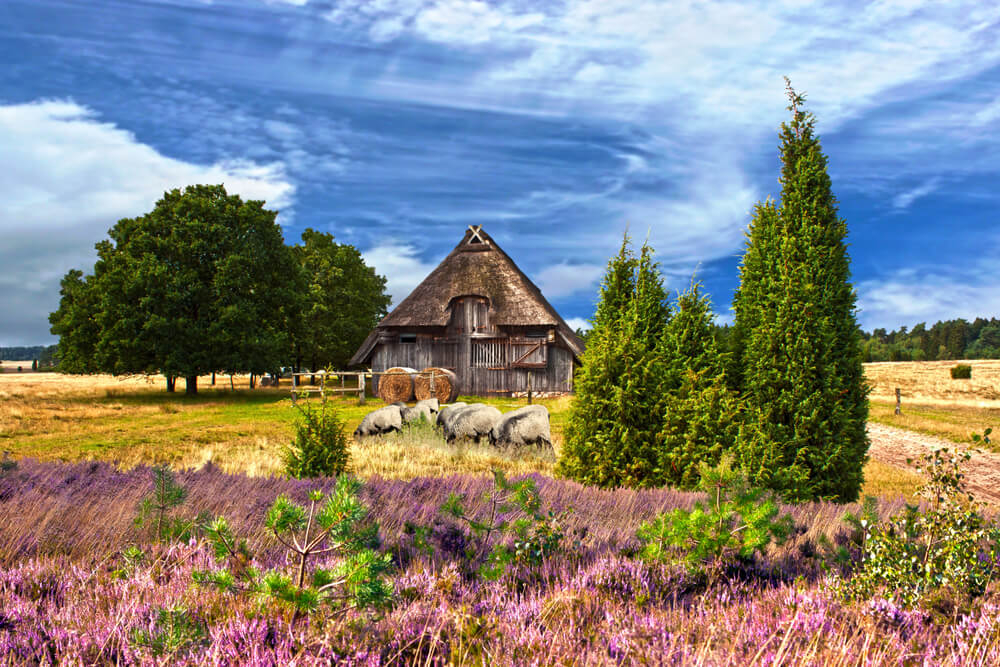 Ausflüge Hamburg: Bauernhaus in der Lüneburger Heide.