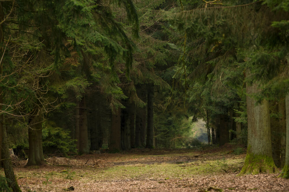 Ausflüge Hamburg: hohe Bäume im Sachsenwald.