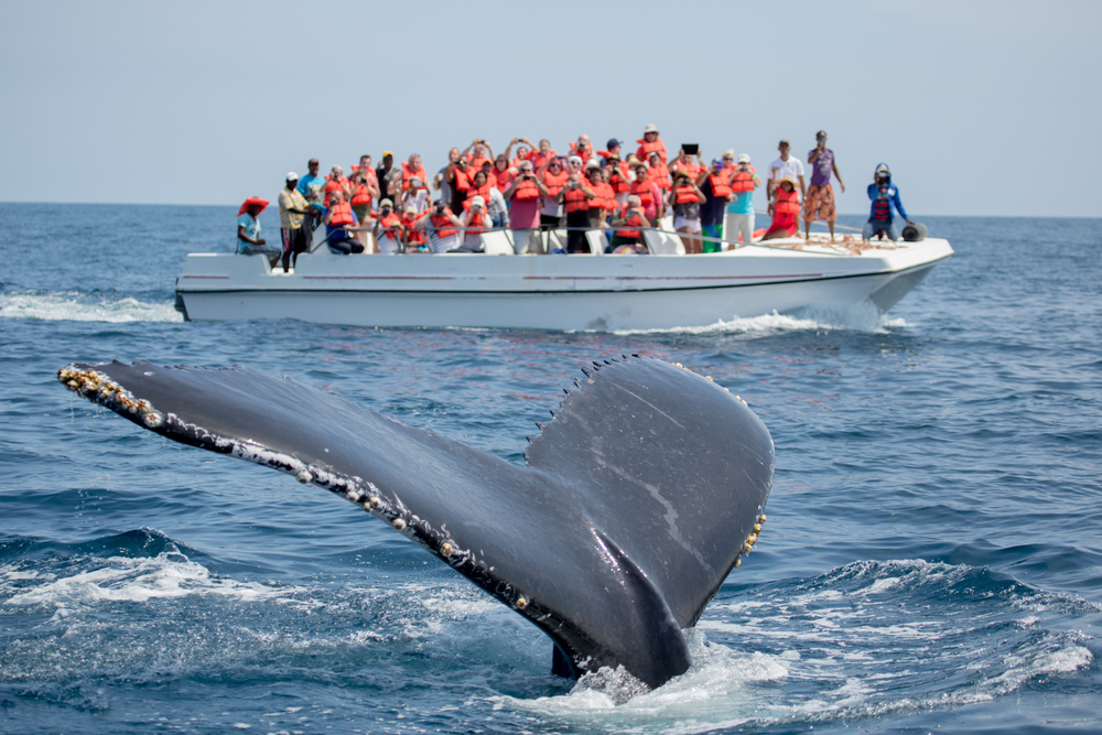 avistamiento de ballenas samana