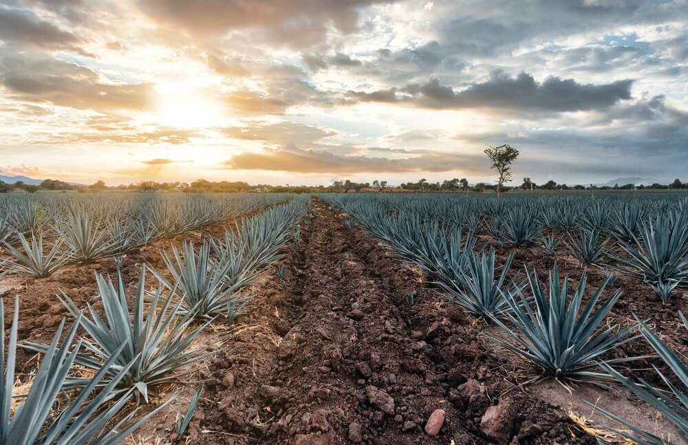 Best tequila in Mexico: Field of blue agave plants growing in lines in Mexico with man