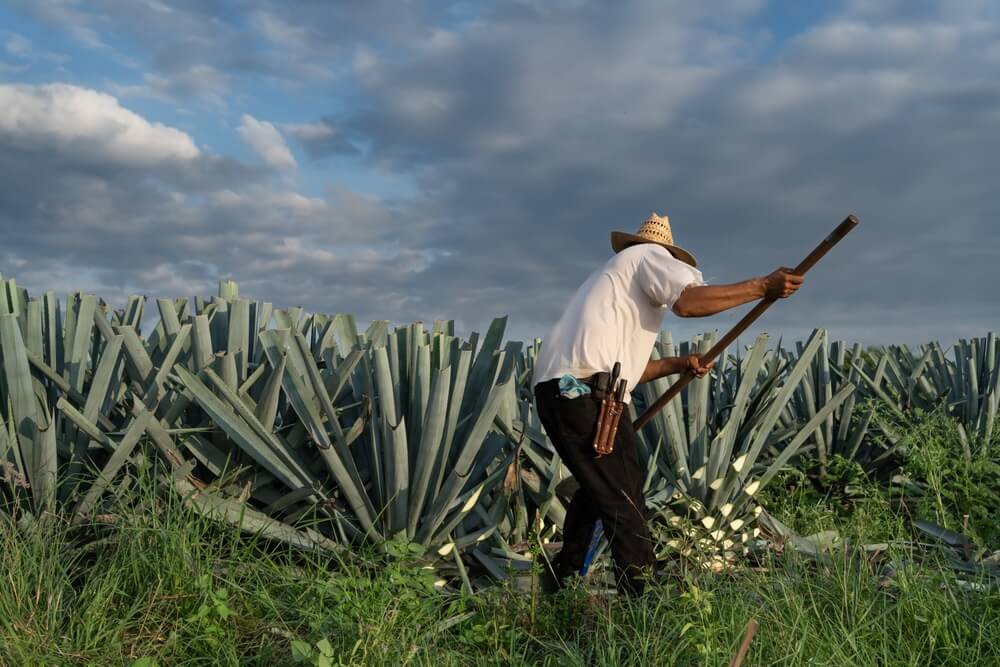 Tequila field: Rows and rows of agave plants lined up in a Jalisco field