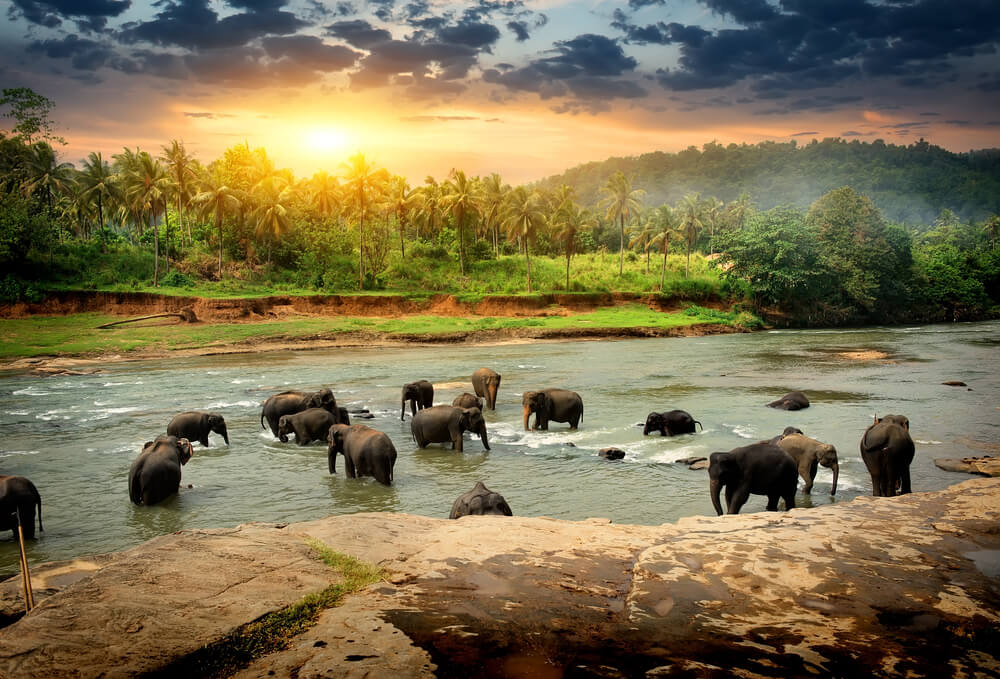 Blue Monday-Reiseangebote: Elefanten inmitten der üppigen Natur von Sri Lanka.