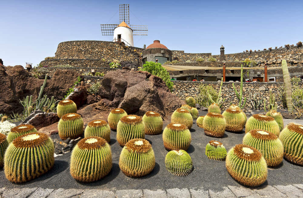 Der Kaktusgarten (jardín de cactus) auf Lanzarote.