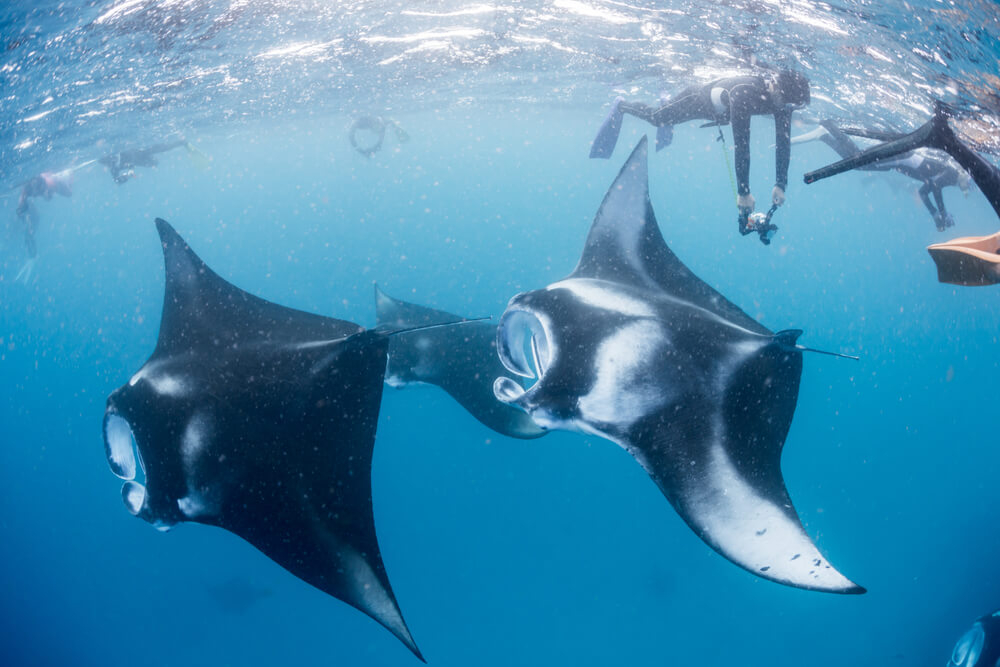 dia internacional del tiburon ballena