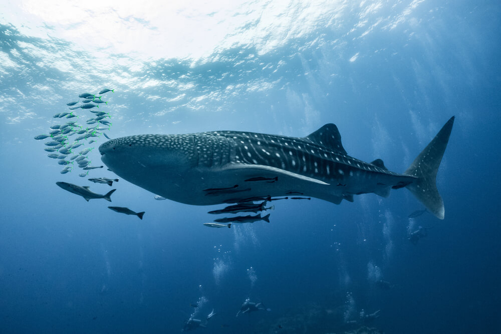 dia internacional del tiburon ballena