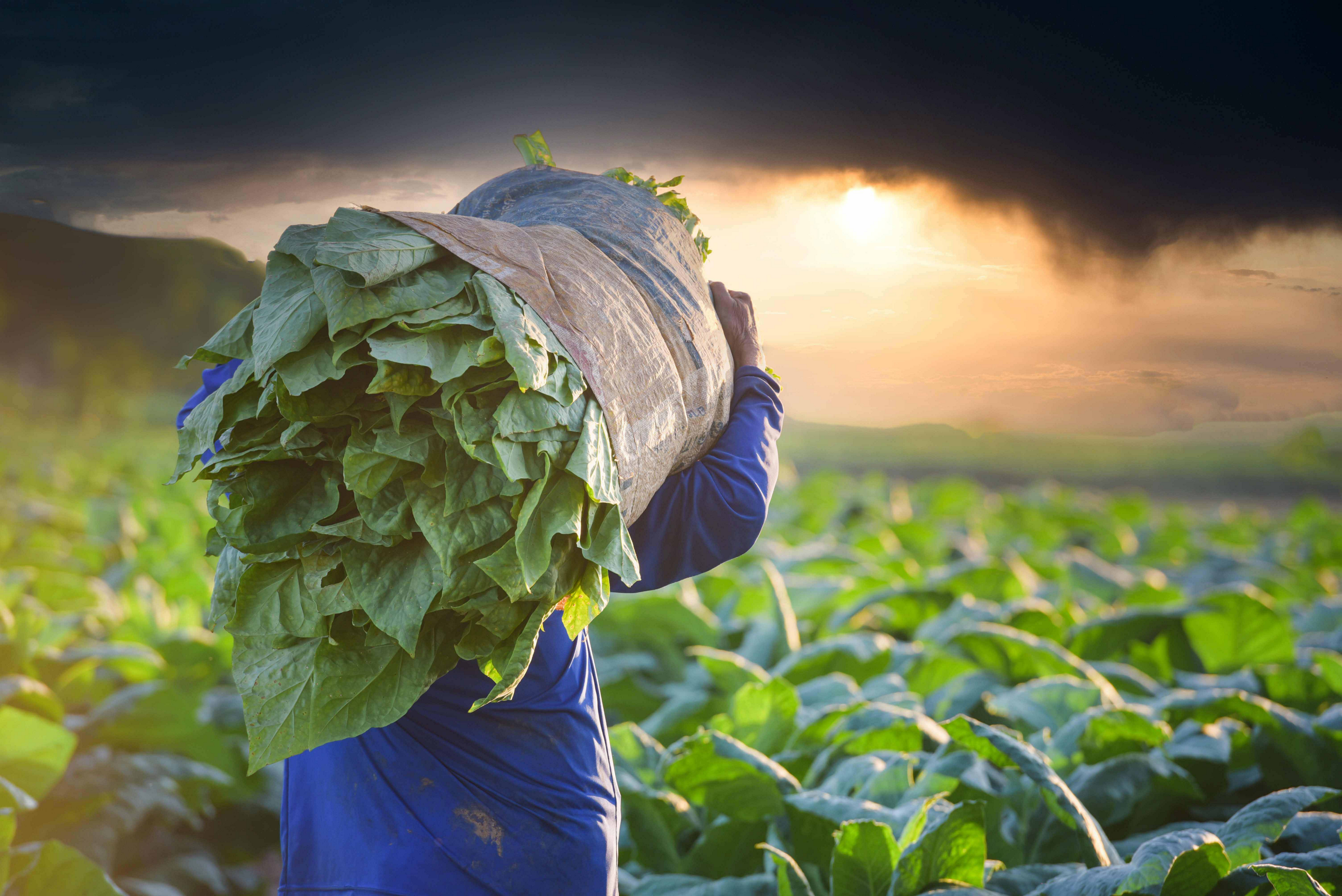 Dominican Puro: Man carrying tobacco leaves on his shoulder ready to dry