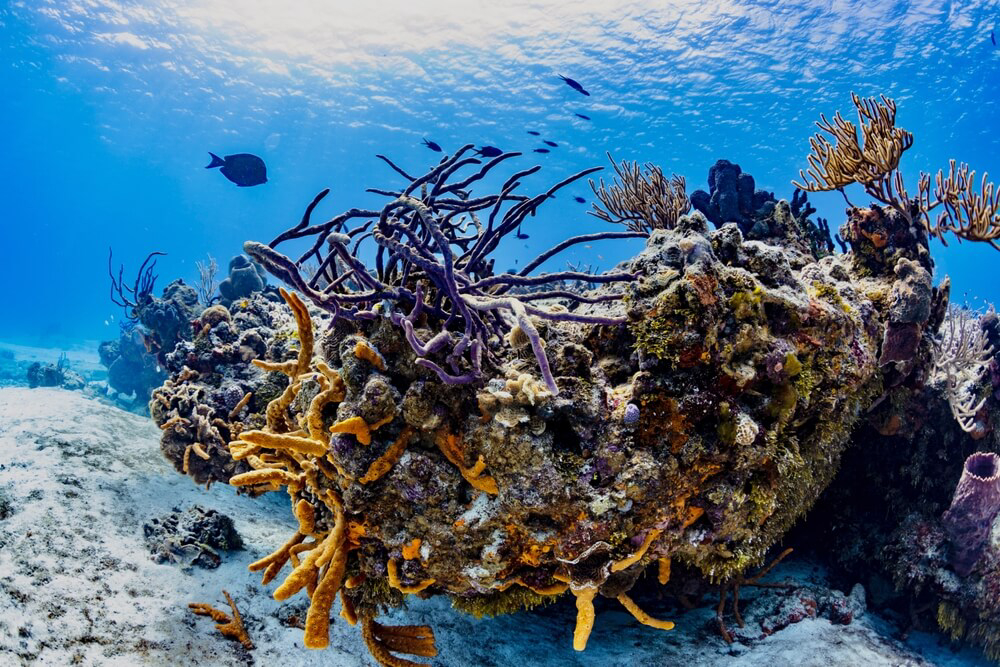 One of the best destination for ecotourism in Latin America is Cozumel’s Palancar Reef. 