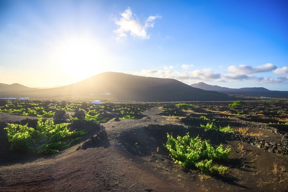 La Geria: The black terrain of La Geria’s vineyards with grape vines dotted along the landscape