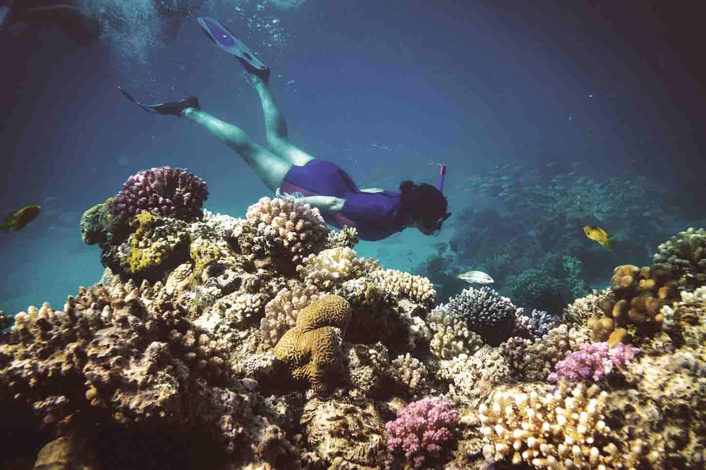 Nuotare tra pesci e coralli durante le vacanze invernali a Sharm El Sheikh