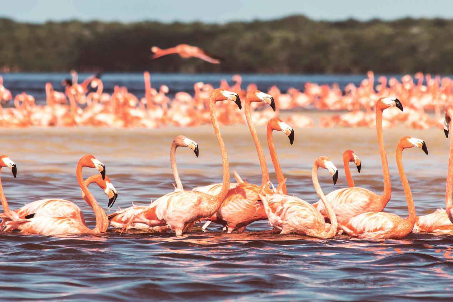 flamencos-mexico