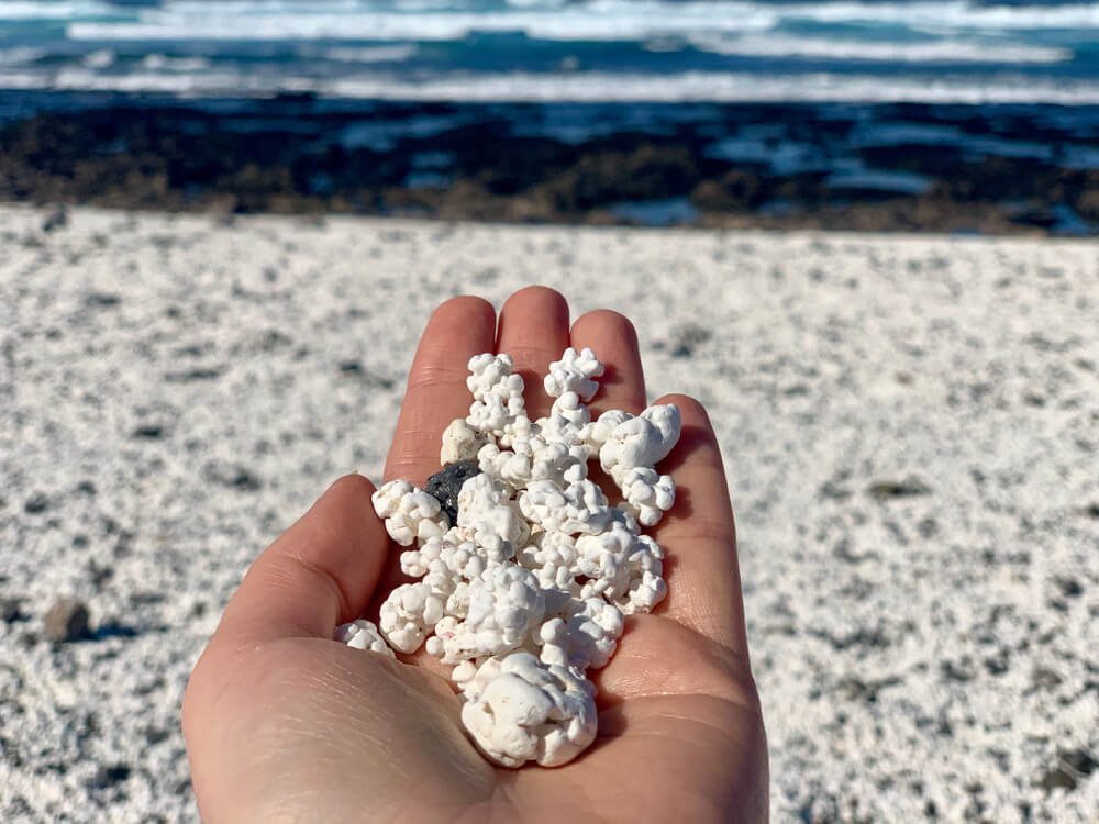 Popcorn Beach: A hand full of white popcorn sand in Fuerteventura