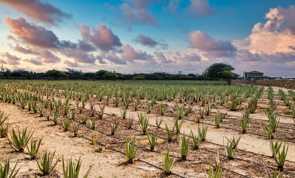 Learn all about Aruba’s biggest export at the Royal Aruba Aloe Museum & Factory