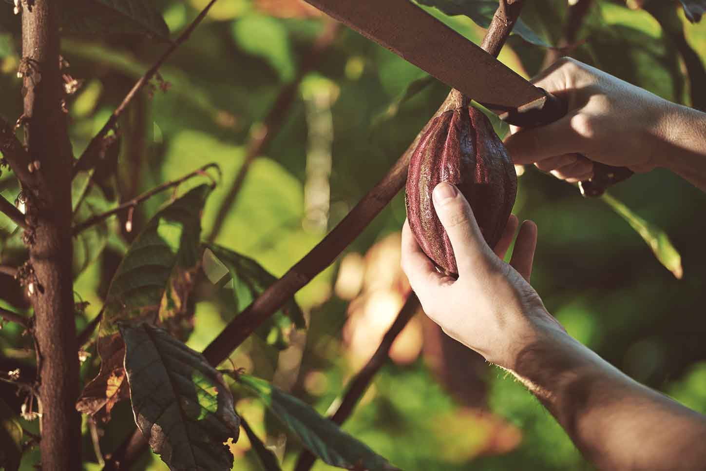 il-cioccolato-piu-buono-del-mondo_vacanze-caraibiche-punta-cana-1