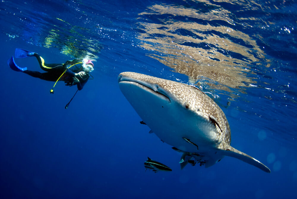 Whale sharks Maldives: A scuba diver and a whale shark in the Indian Ocean