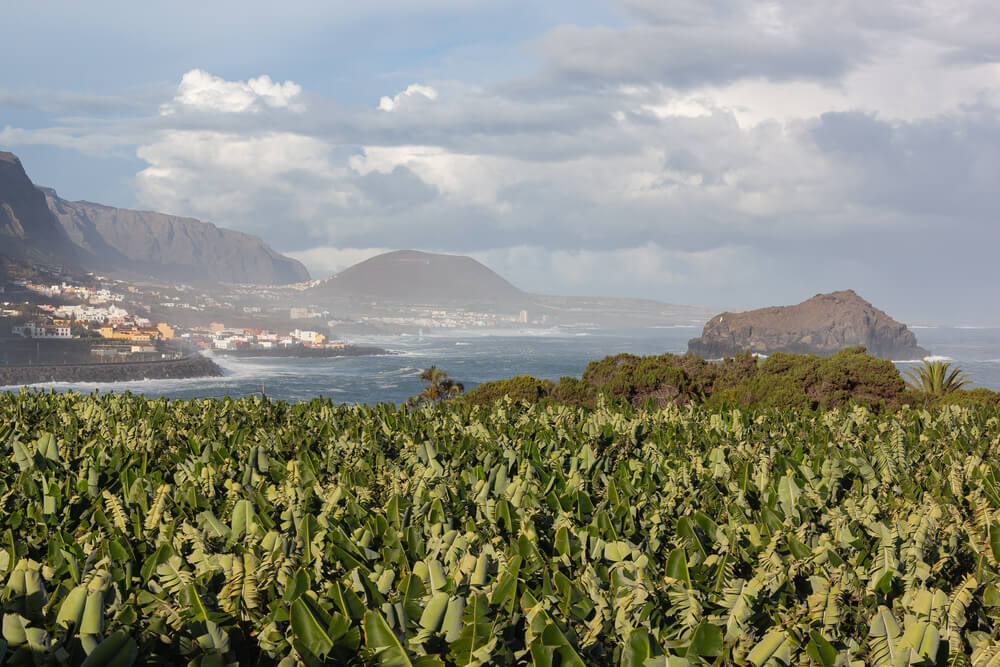 Kanarische Bananen in einer Plantage auf der Insel Teneriffa in Küstennähe.