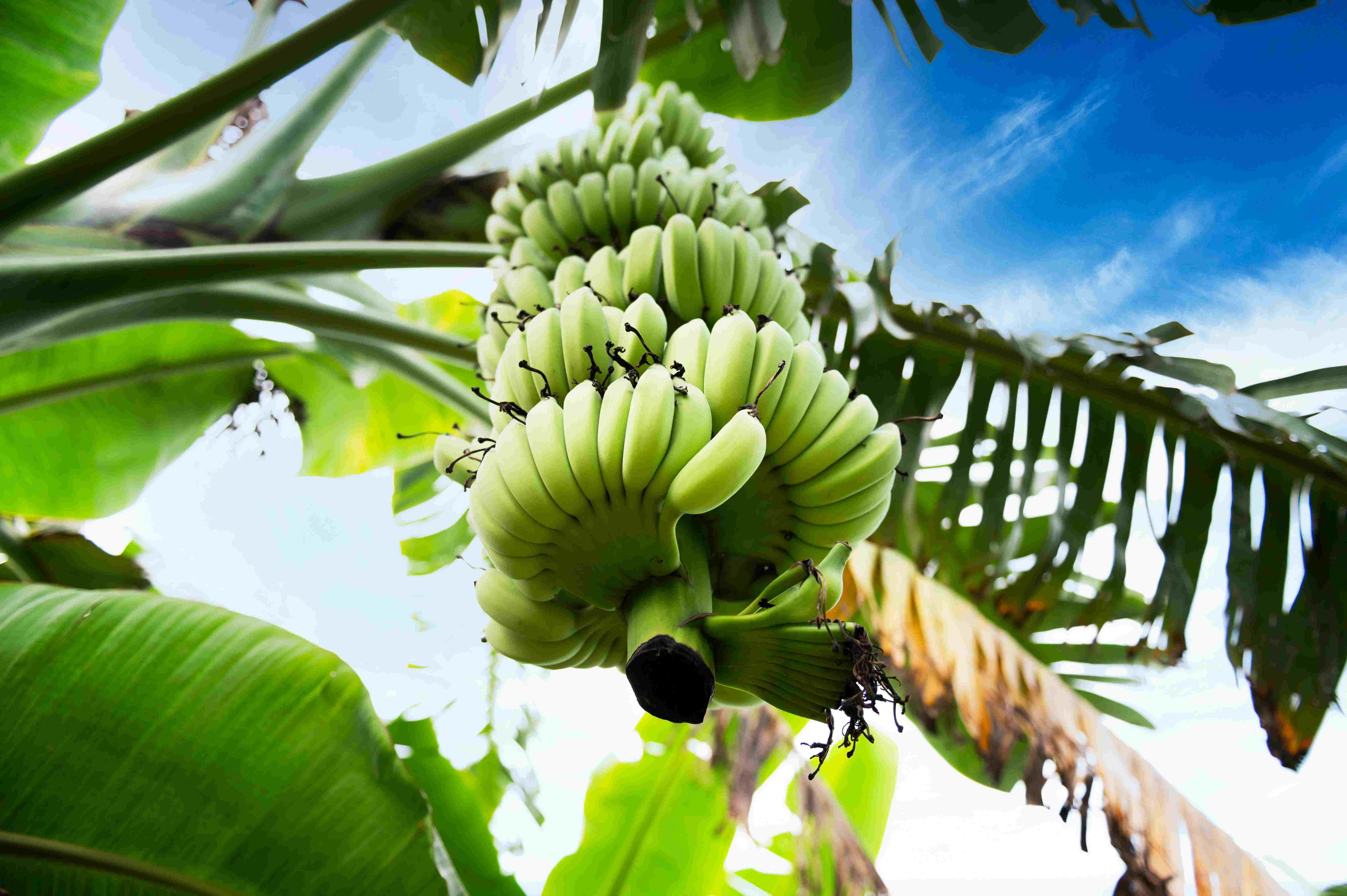 Essenziell für die karibische Küche: die Kochbanane.