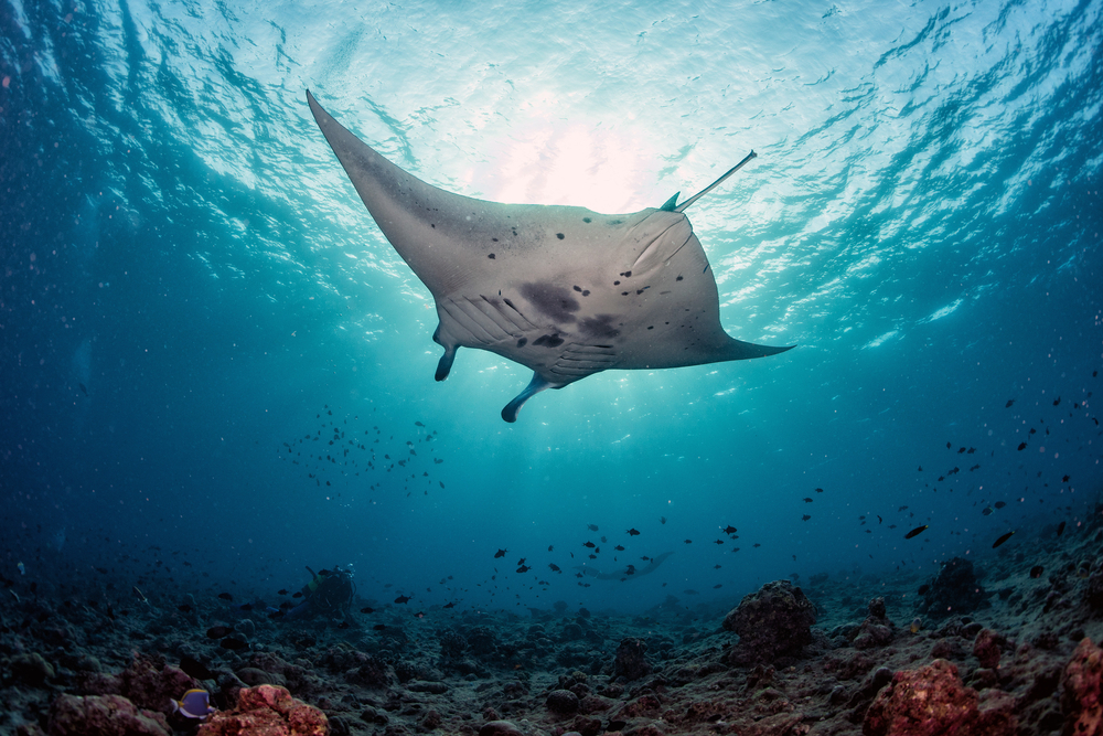 Malediven-Urlaub Tipps: Tauchen mit Riesenmantas.