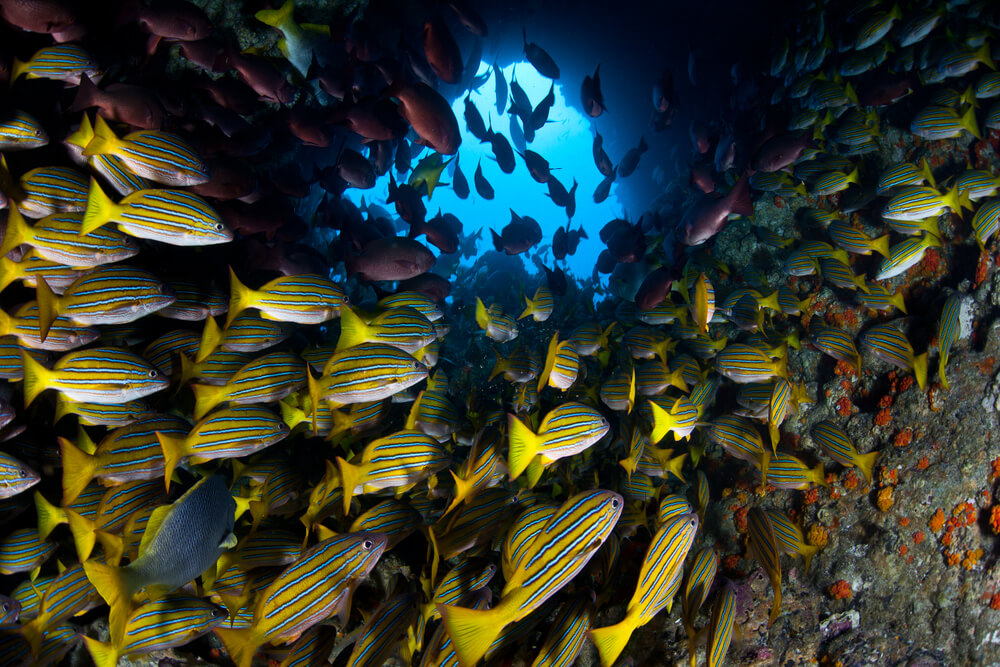 mejores sitios de buceo del mundo